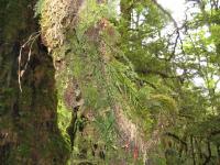 Albums/20060200-New Zealand 2006/20060210-Te Anau to Milford/49